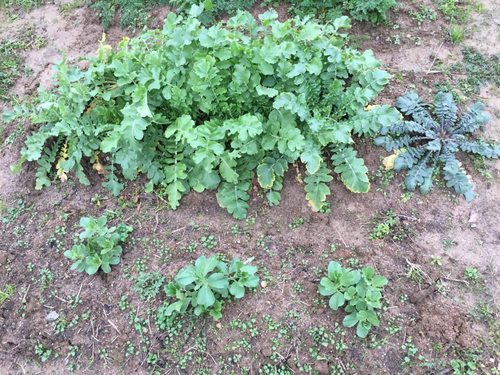 f:id:dantyutei:20170108152541j:plain