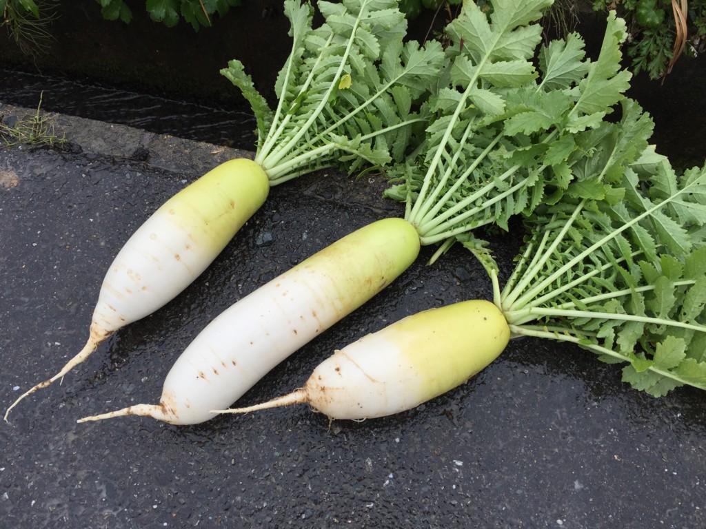 f:id:dantyutei:20170108154005j:plain