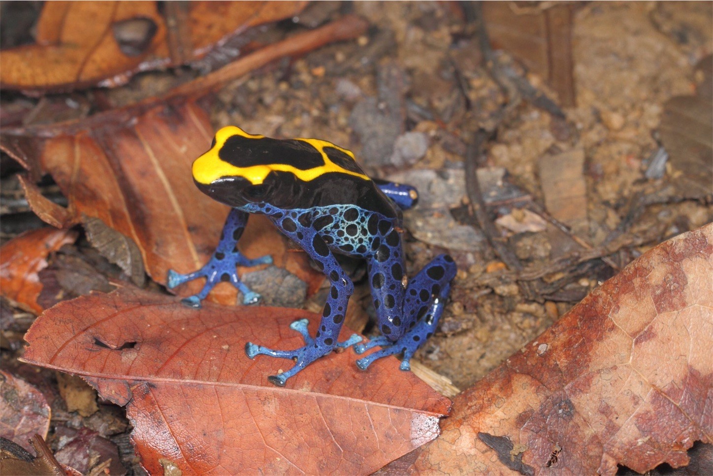 f:id:dantyutei:20170211061349j:image