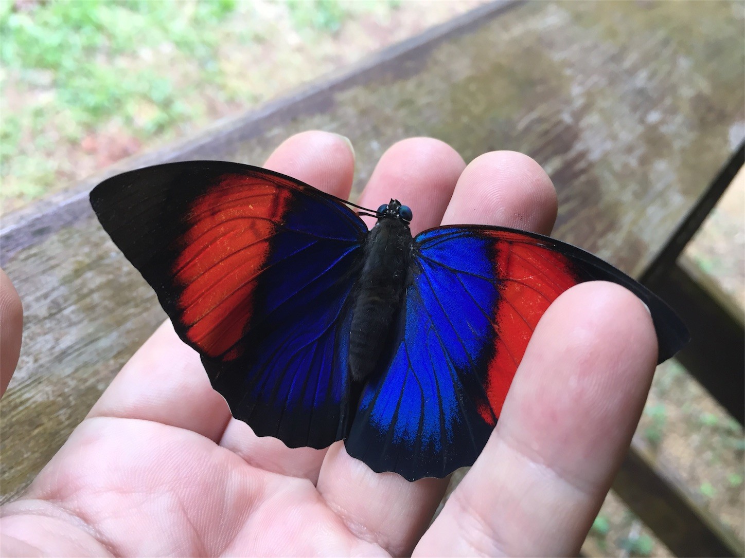 f:id:dantyutei:20170211061414j:image