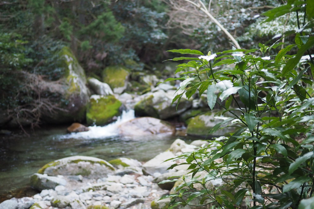 f:id:dantyutei:20170318090729j:plain