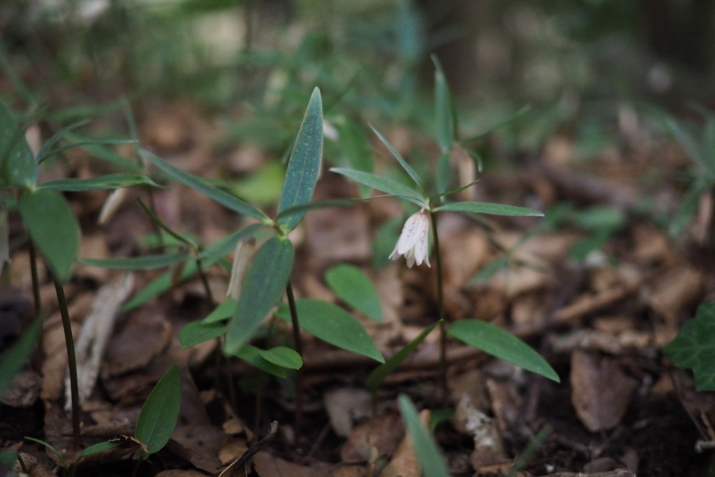 f:id:dantyutei:20170318093439j:plain