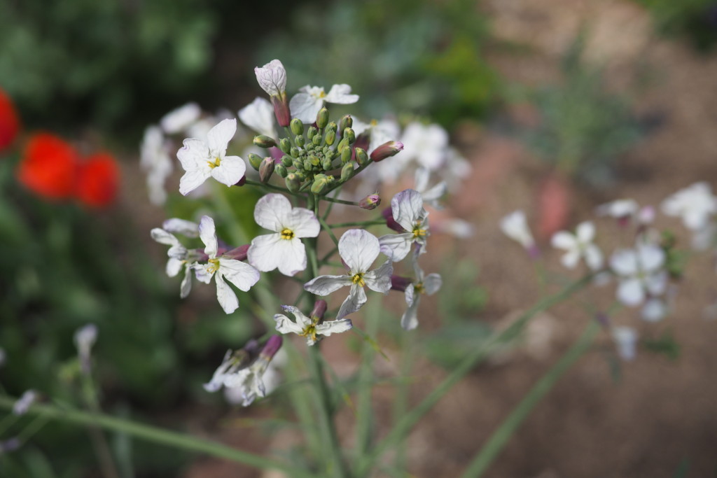 f:id:dantyutei:20170323133624j:plain