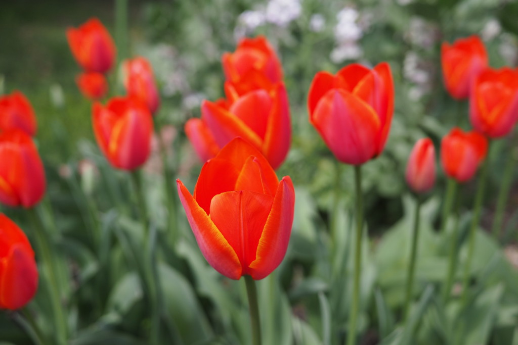 f:id:dantyutei:20170323133646j:plain