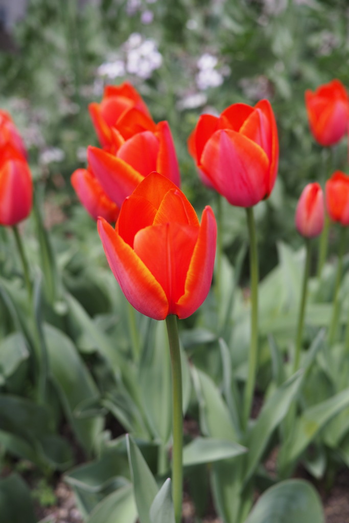 f:id:dantyutei:20170323133703j:plain