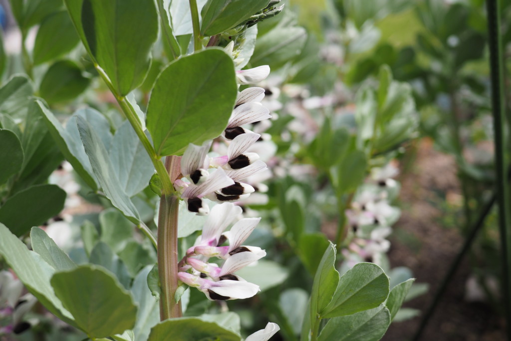 f:id:dantyutei:20170323133802j:plain