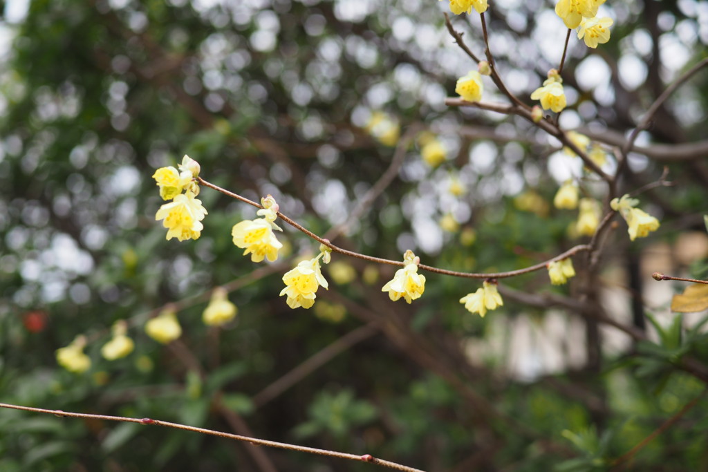 f:id:dantyutei:20170324122840j:plain