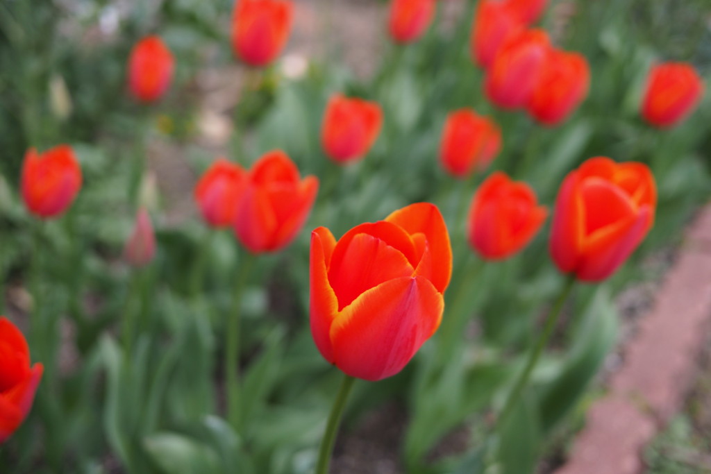 f:id:dantyutei:20170324133451j:plain