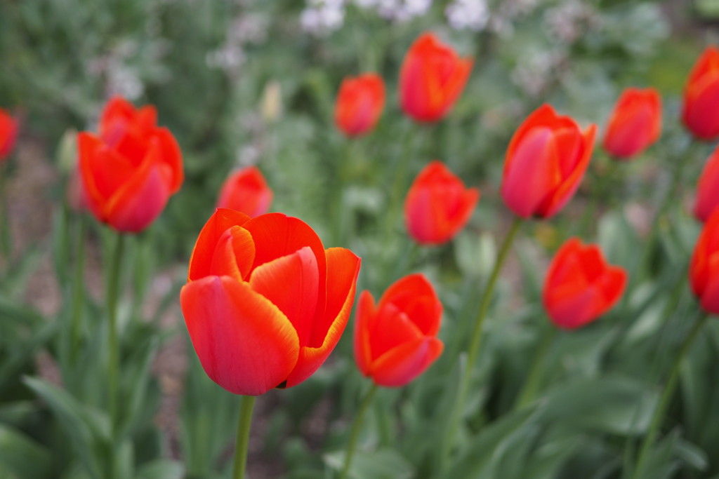 f:id:dantyutei:20170324133509j:plain