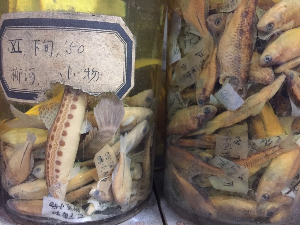 古い魚の標本 人物】金魚人生はキン太とともに☆ちょっとマニアックな骨格標本