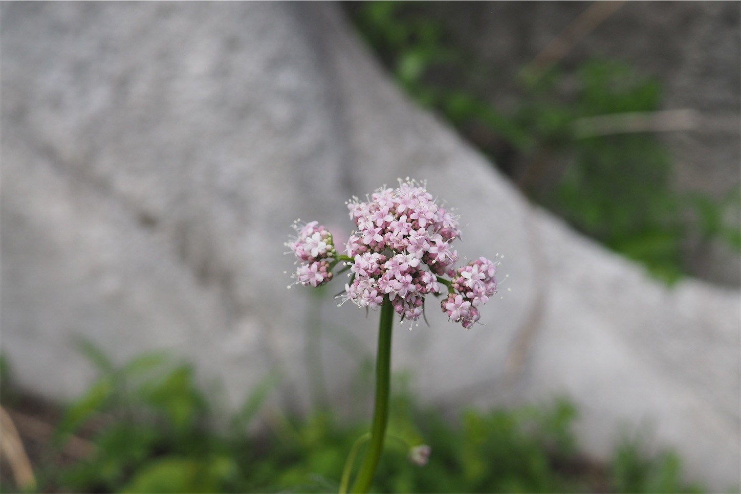 f:id:dantyutei:20170507225632j:image