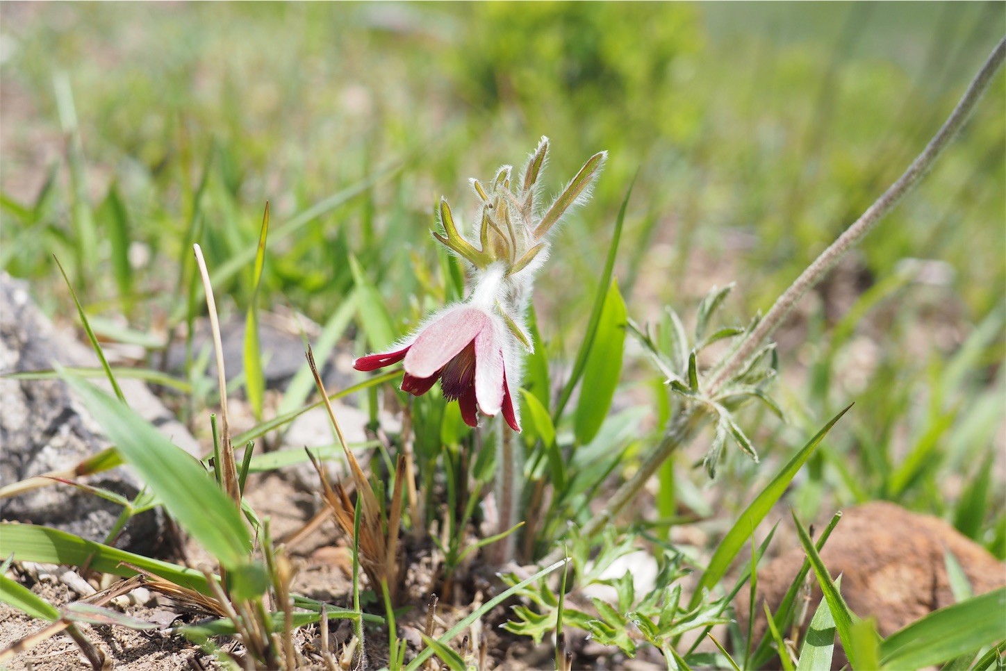 f:id:dantyutei:20170507225643j:image