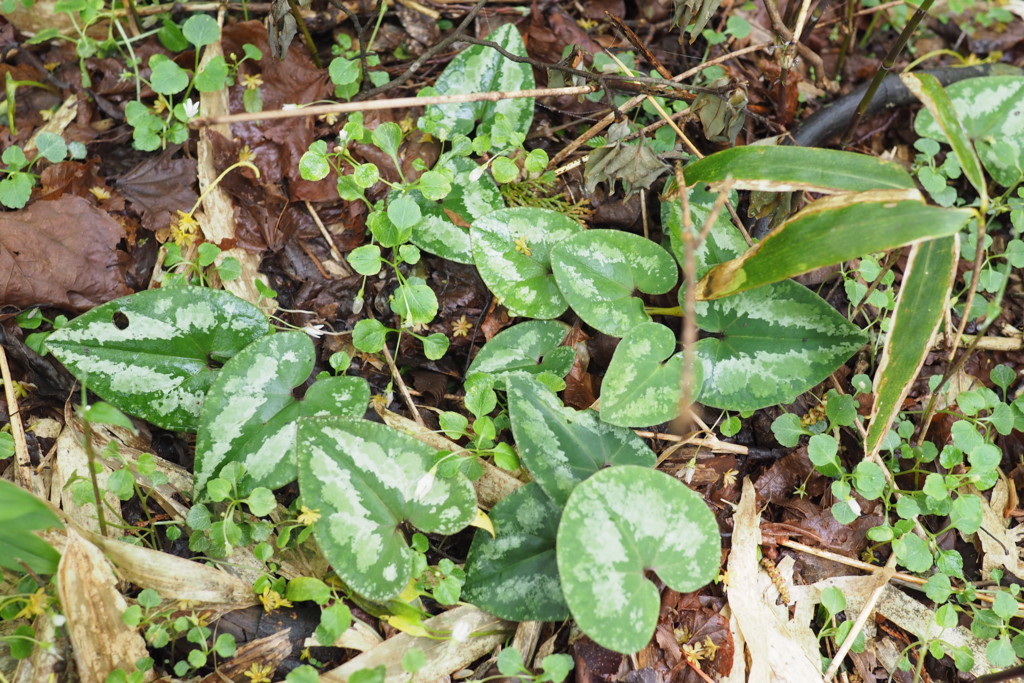 f:id:dantyutei:20170513123408j:plain