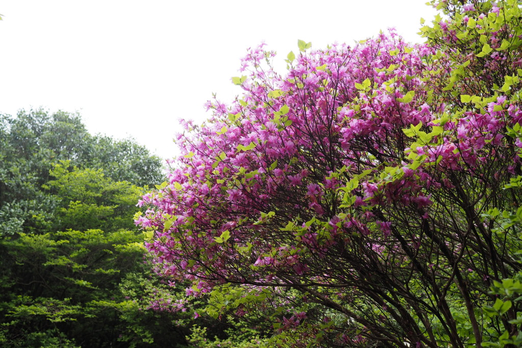 f:id:dantyutei:20170513124722j:plain