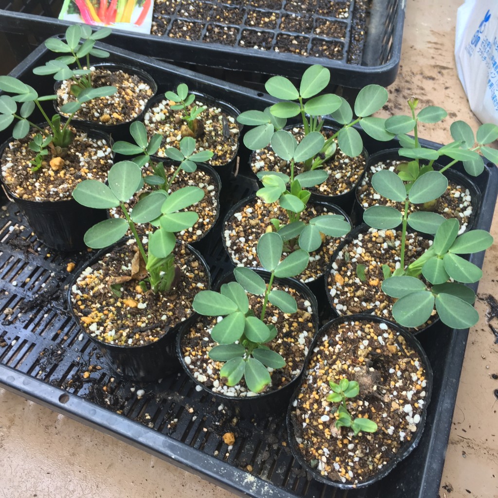 f:id:dantyutei:20170521105022j:plain