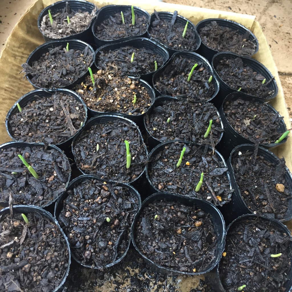 f:id:dantyutei:20170521105026j:plain