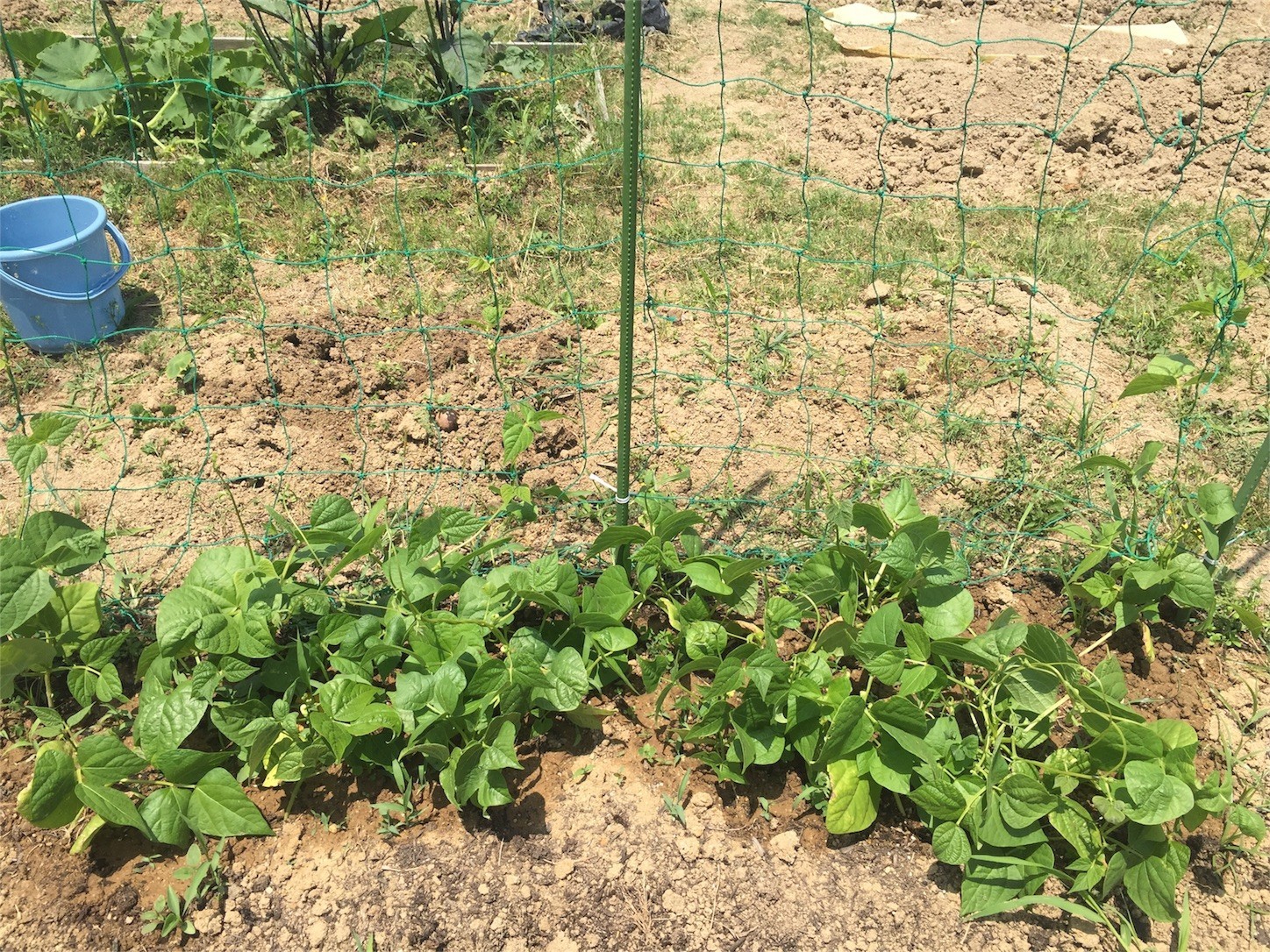 f:id:dantyutei:20170605182500j:image