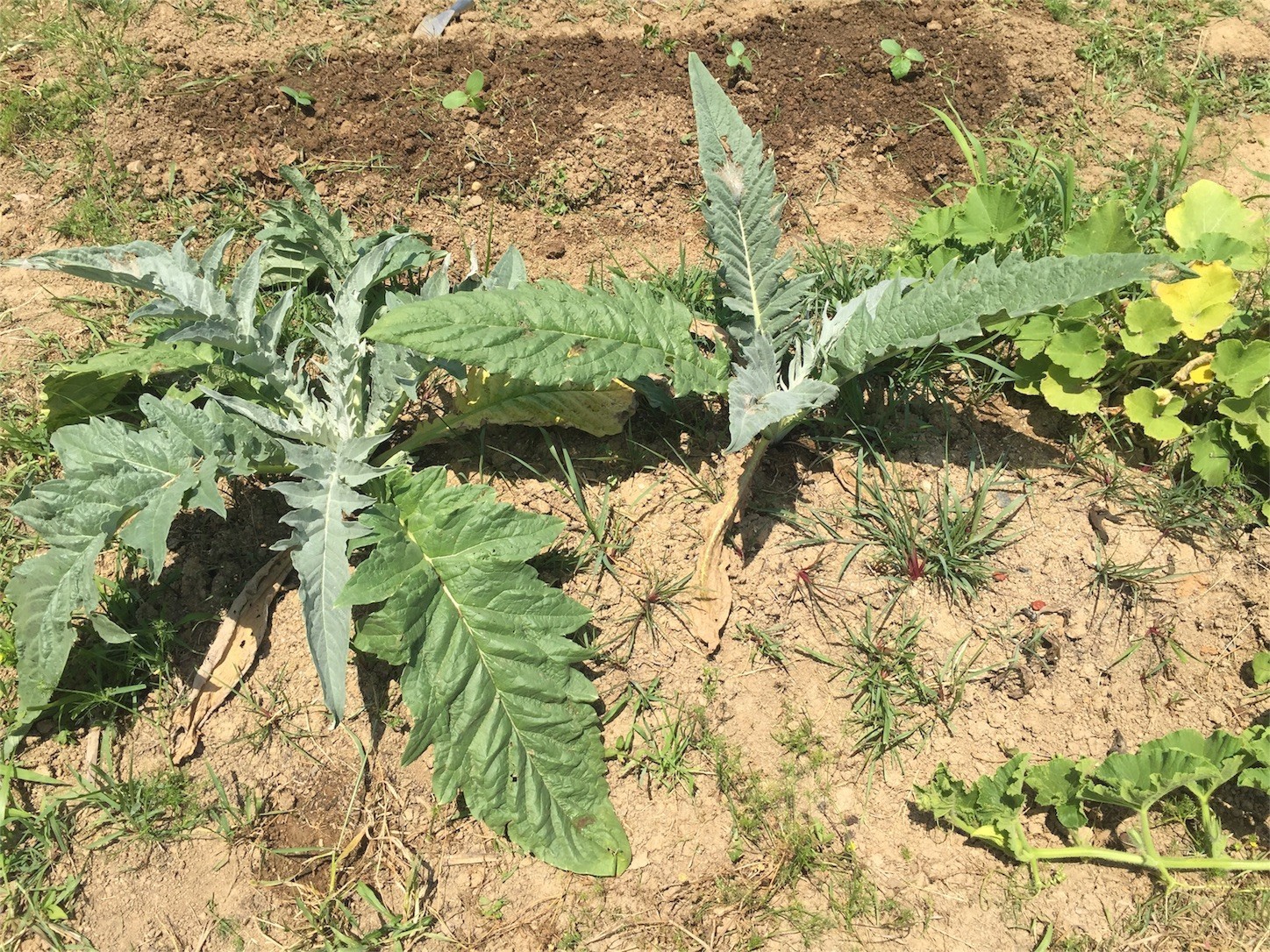 f:id:dantyutei:20170605182532j:image