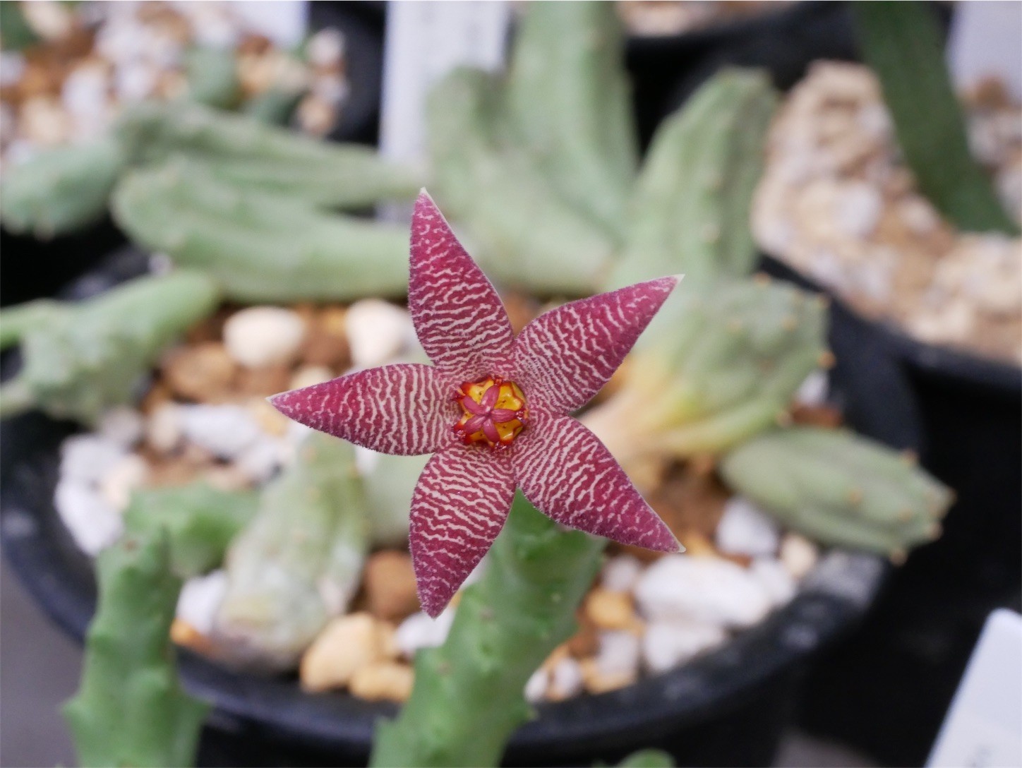 f:id:dantyutei:20170911215228j:image