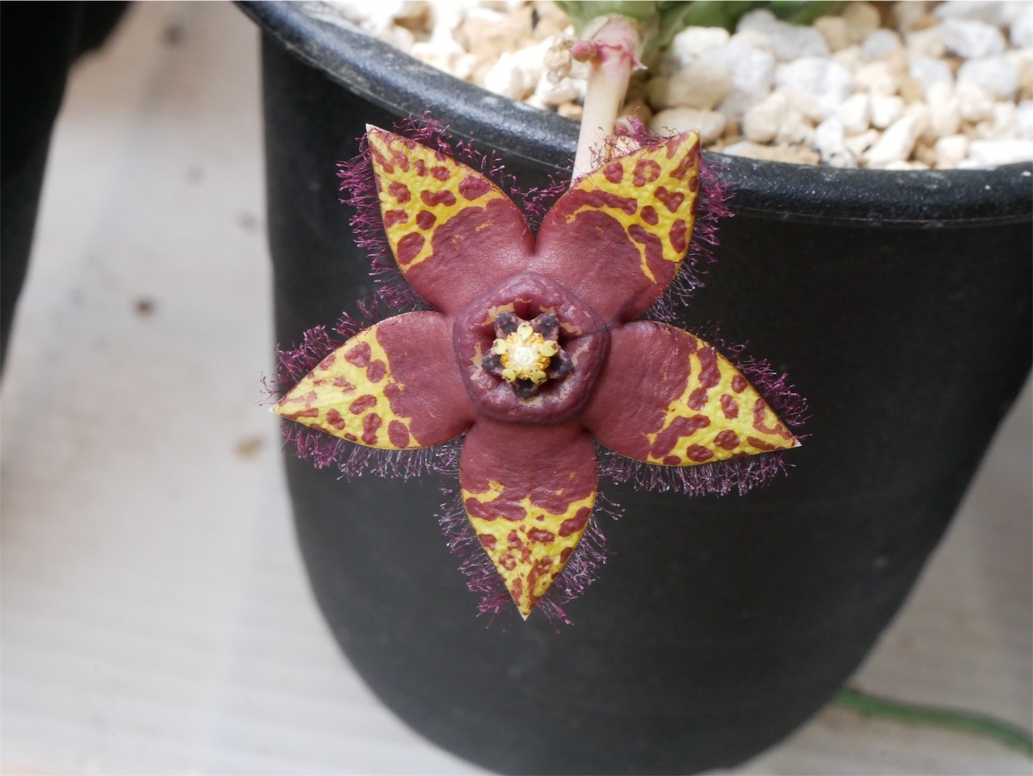 f:id:dantyutei:20170911215236j:image