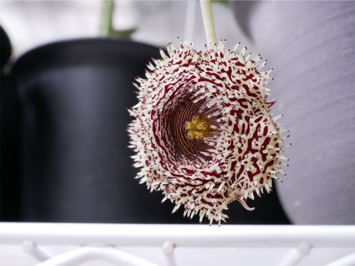 f:id:dantyutei:20170911215355j:image