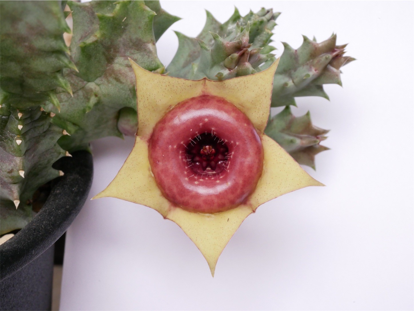 f:id:dantyutei:20170911215426j:image