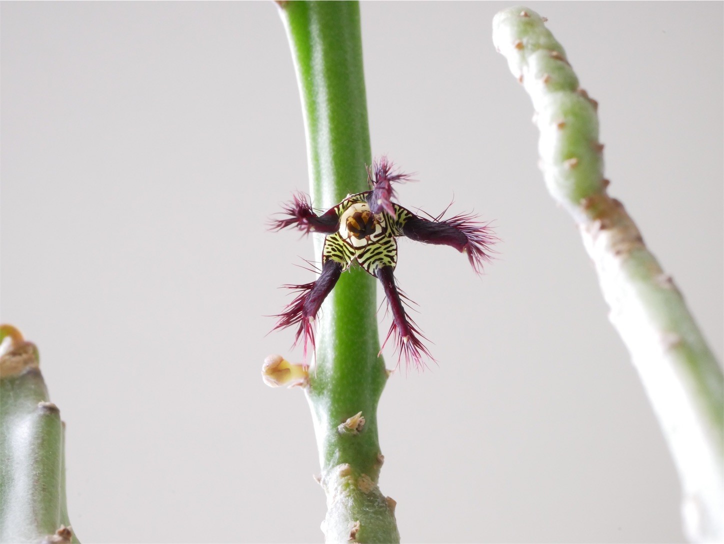 f:id:dantyutei:20170911215508j:image