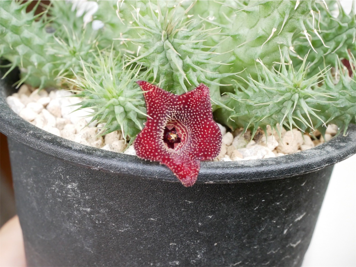 f:id:dantyutei:20170911215929j:image