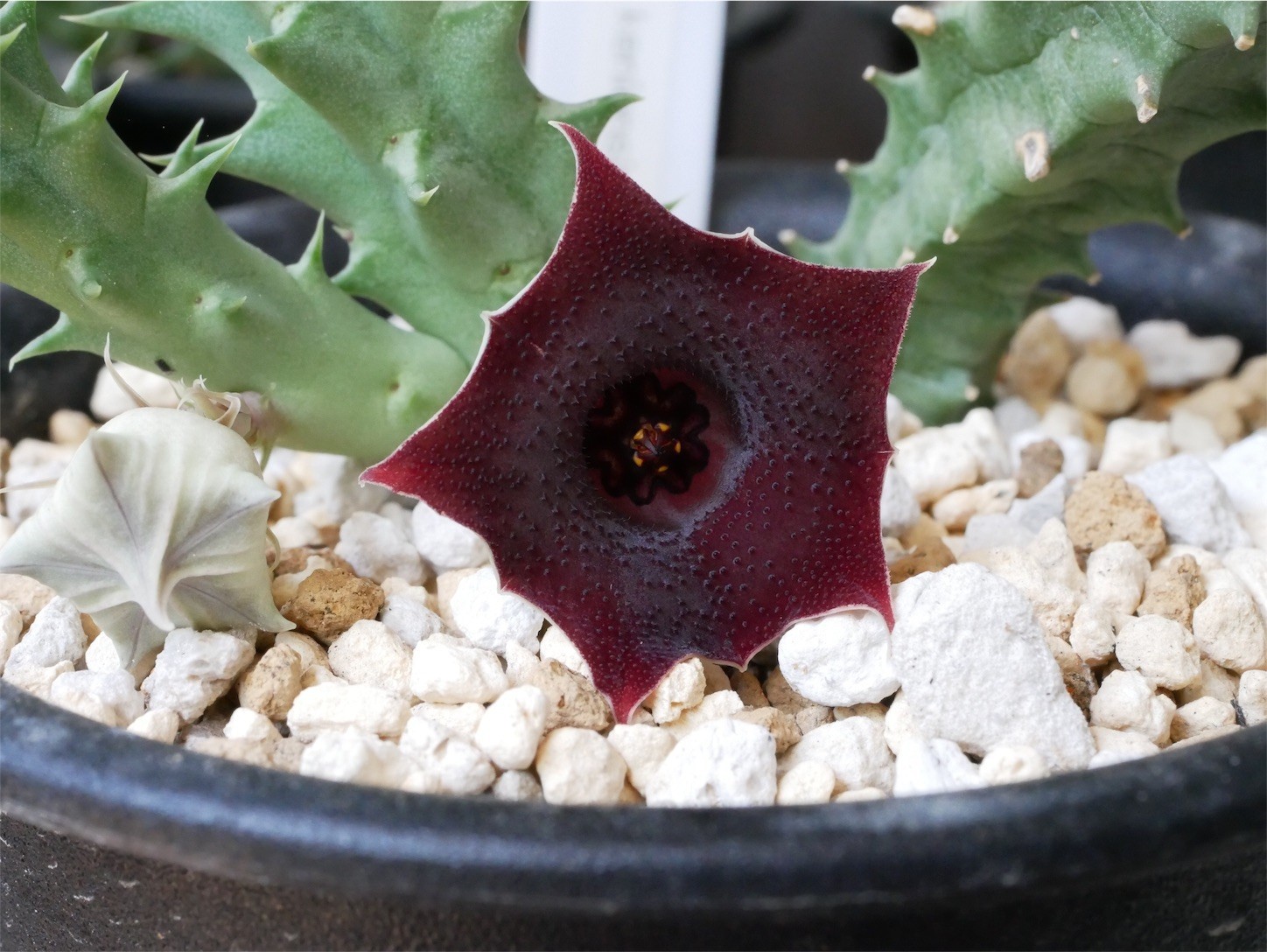 f:id:dantyutei:20170911220000j:image