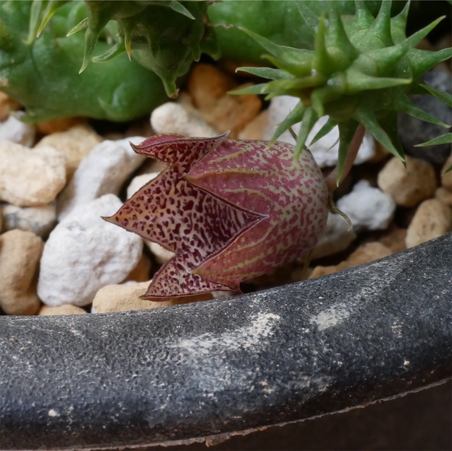 f:id:dantyutei:20170911220153j:image