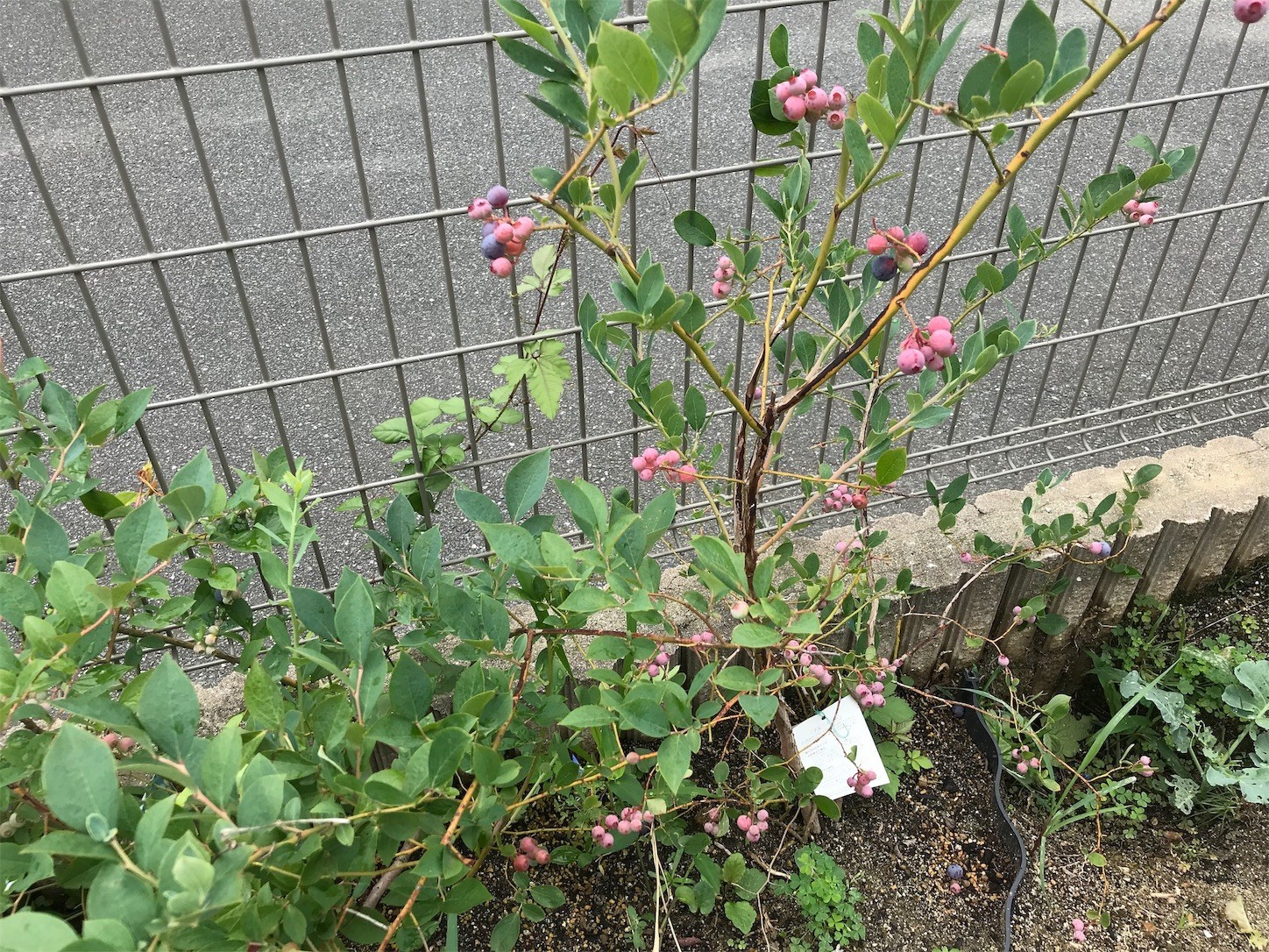 f:id:dantyutei:20190702123425j:image