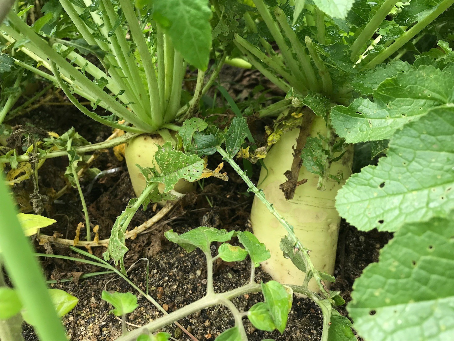 f:id:dantyutei:20190702123429j:image