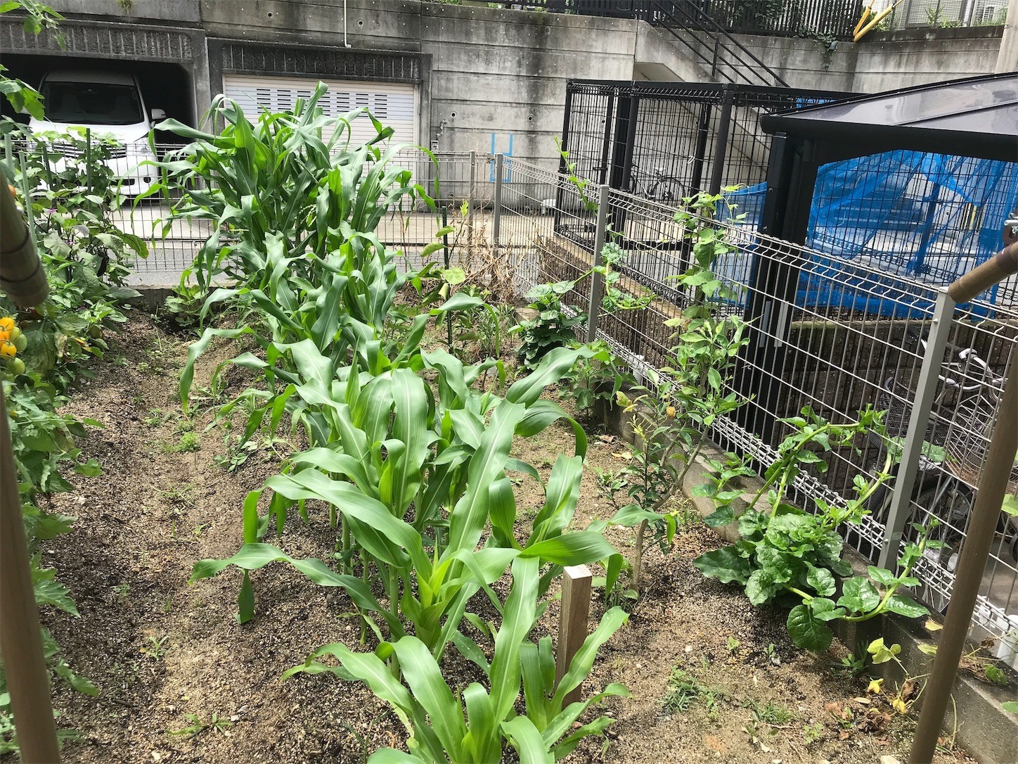 f:id:dantyutei:20190702123451j:image