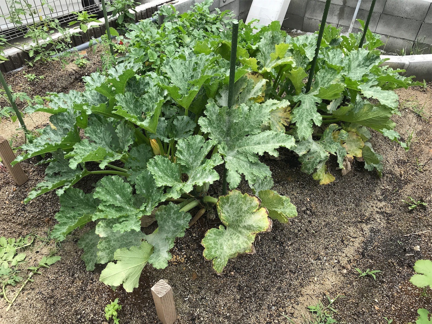 f:id:dantyutei:20190702123514j:image