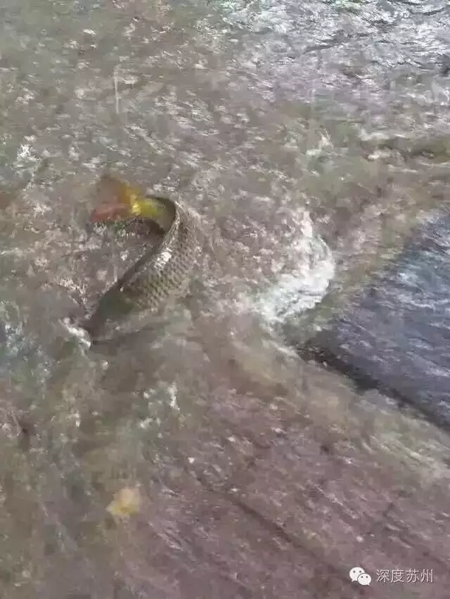 f:id:daotian105:20160702222338p:plain f:id:daotian105:20160702222338p:plain