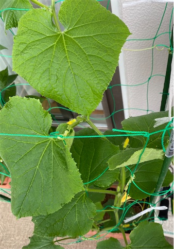 f:id:daradara_roriko:20210720193421j:image f:id:daradara_roriko:20210720193421j:image
