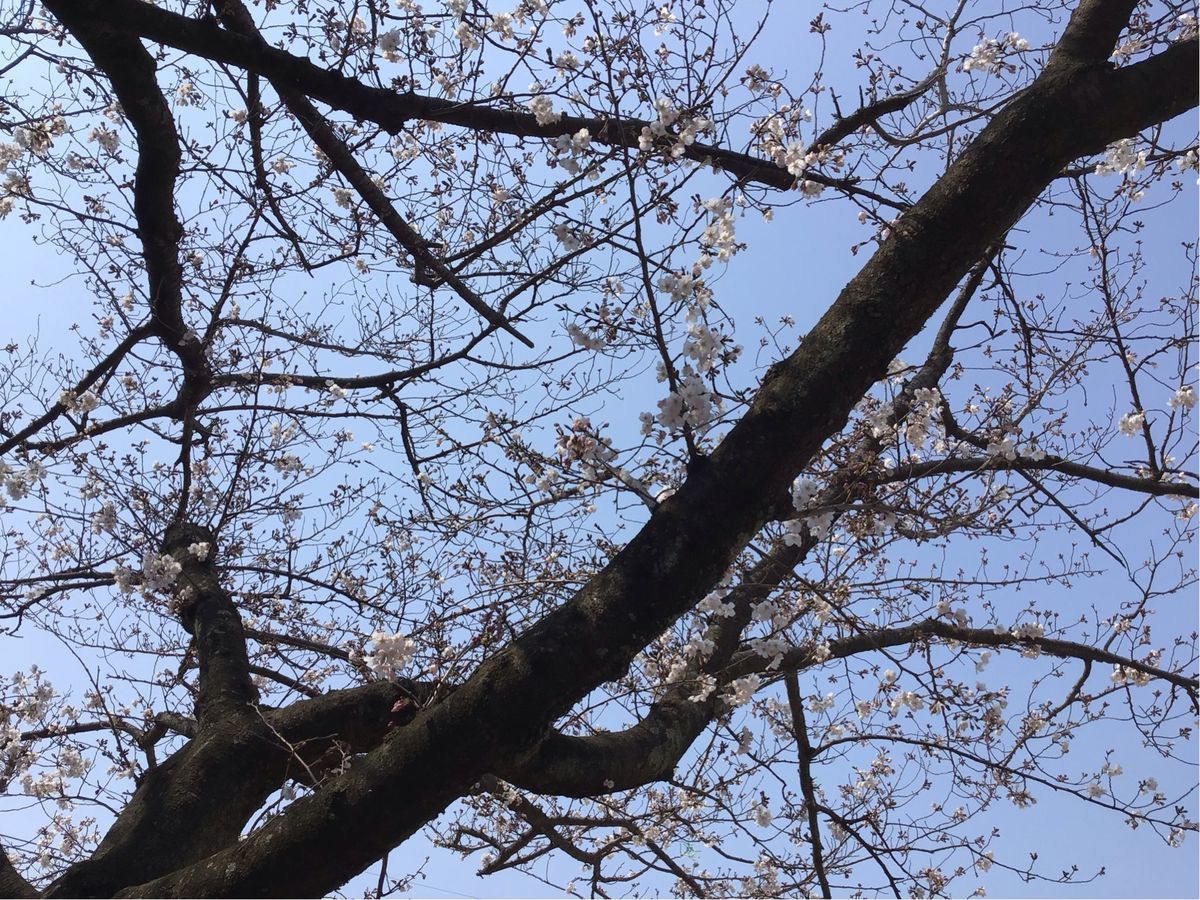 まだ咲きはじめの桜