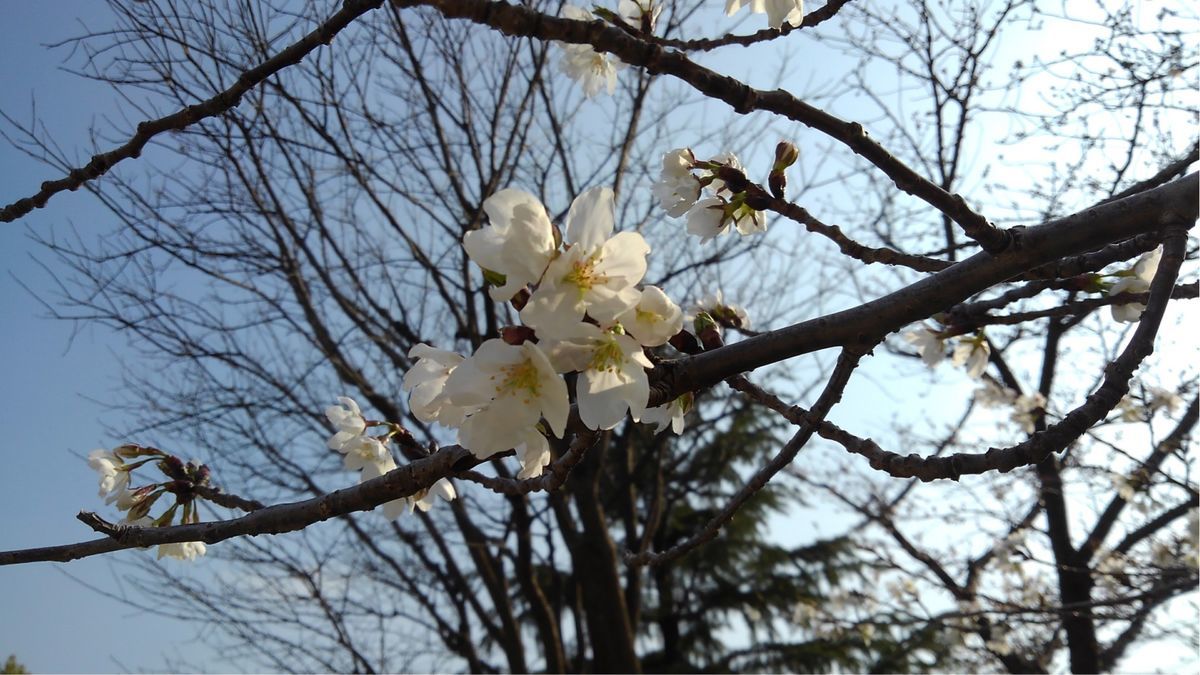 桜の花のドアップ写真