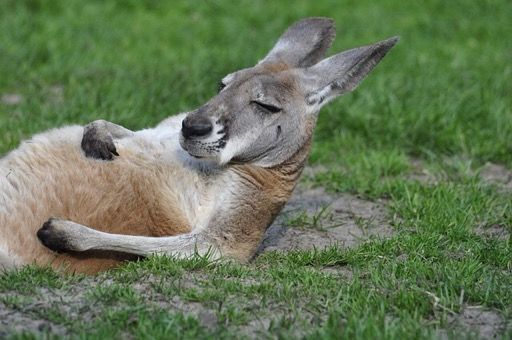 カンガルーまったり