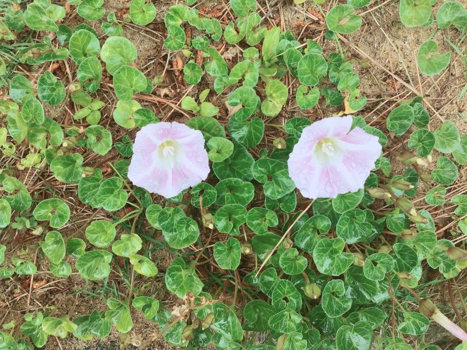 愛宕浜沿いに咲いていた花