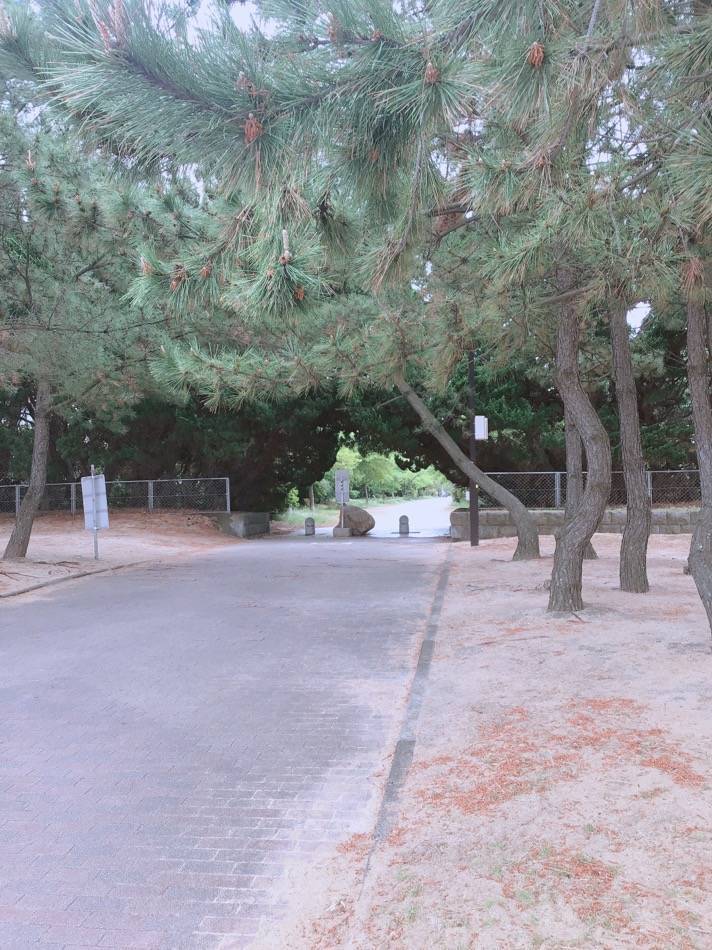 中央公園に行く道