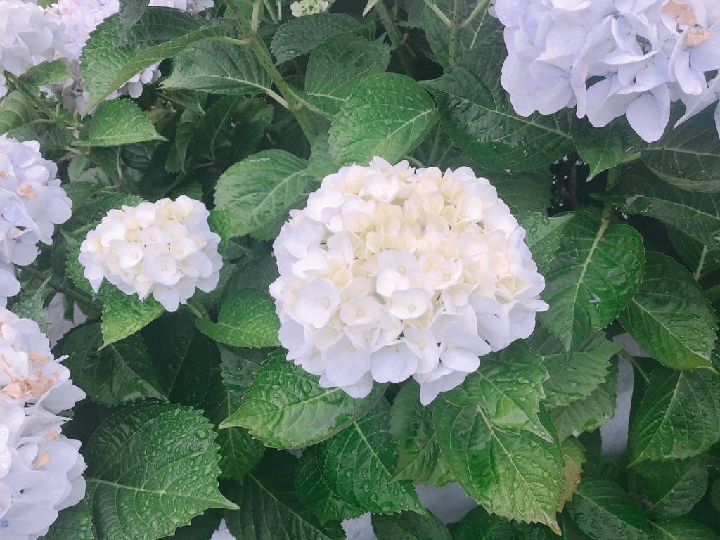あじさい