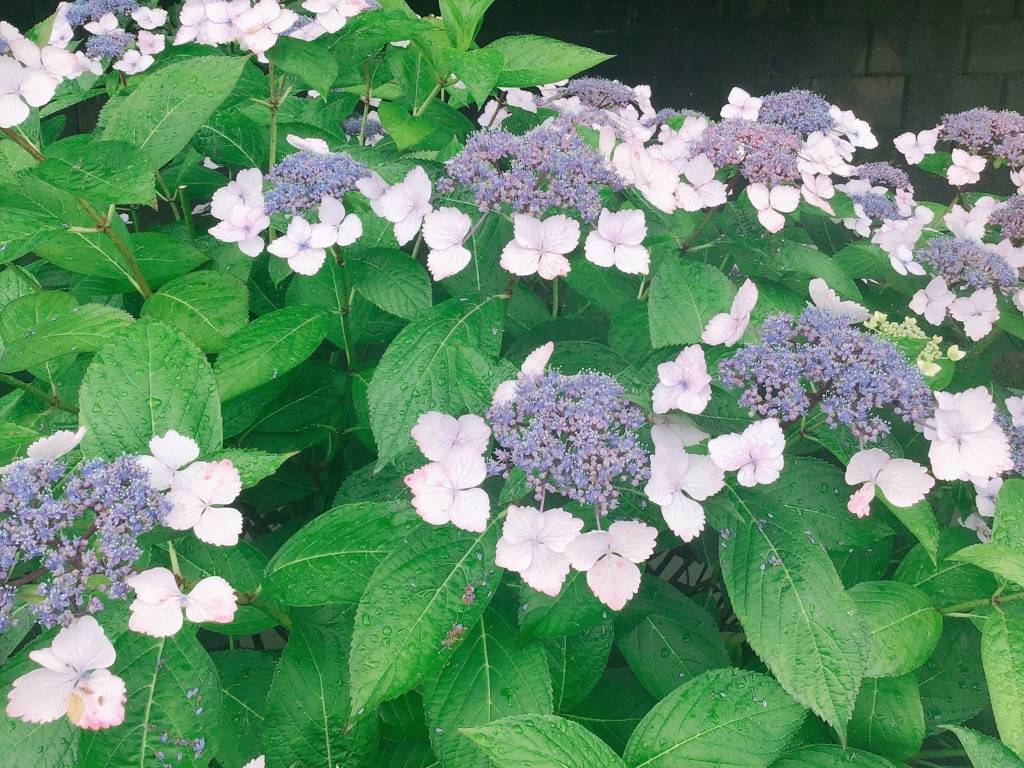 あじさい