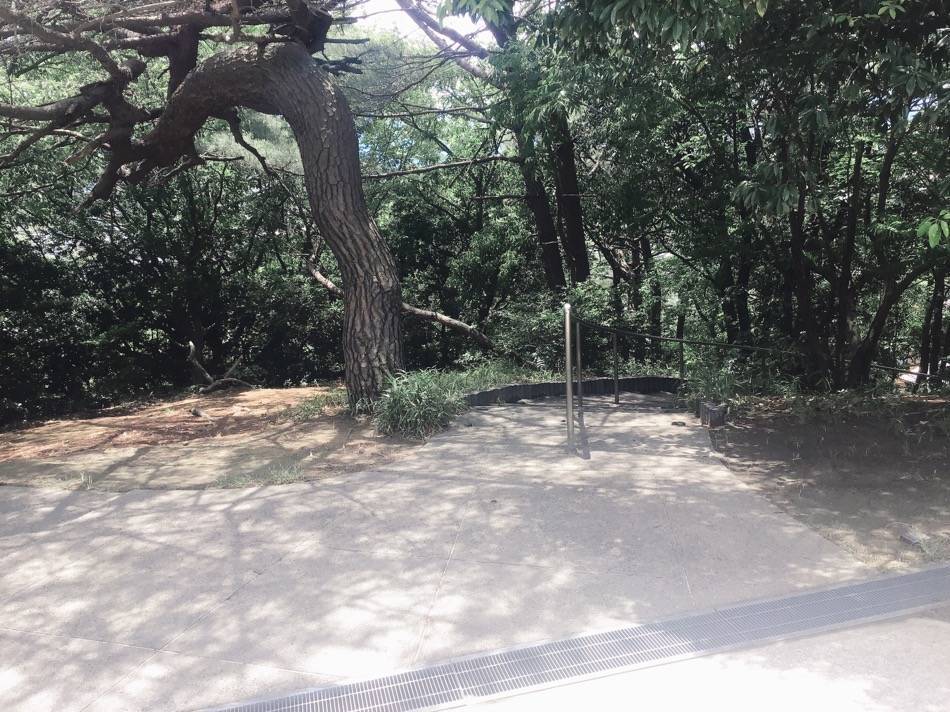 頂上までの道が複数ある