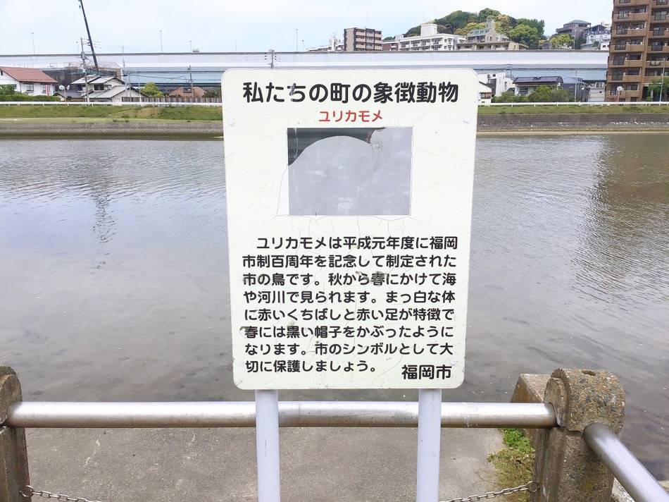 ユリカモメの看板