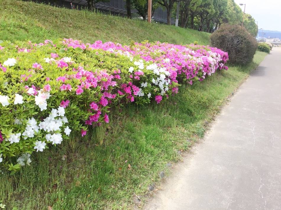 遊歩道沿いのツツジ