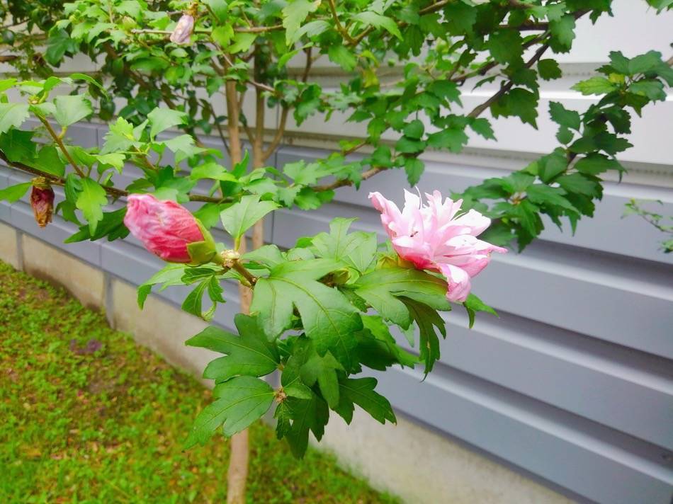 愛宕通りの花