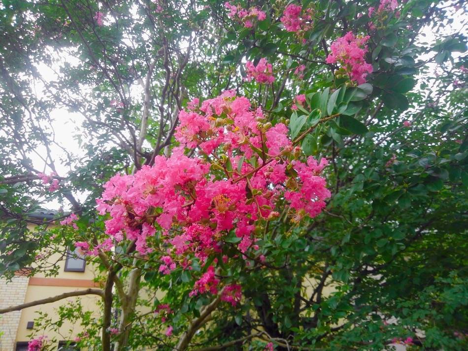 愛宕通りの花