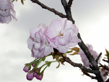 f:id:darchtn:20100404094519j:image