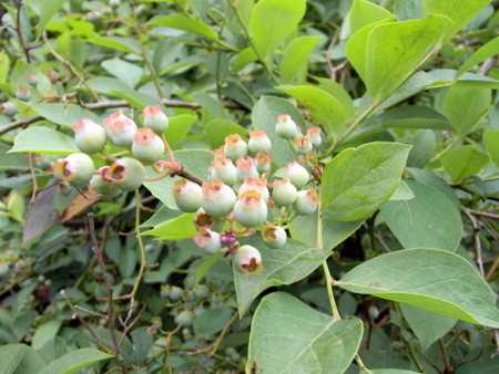 f:id:darchtn:20100613140901j:image f:id:darchtn:20100613140901j:image